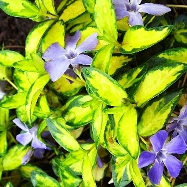 Барвинок Малый Иллюминейшн P9