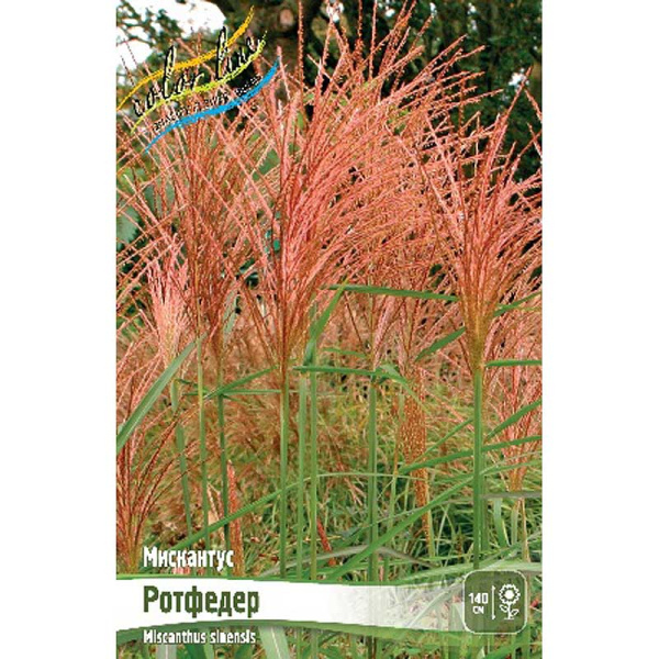 Мискантус Ротфедер 2/3 2 шт