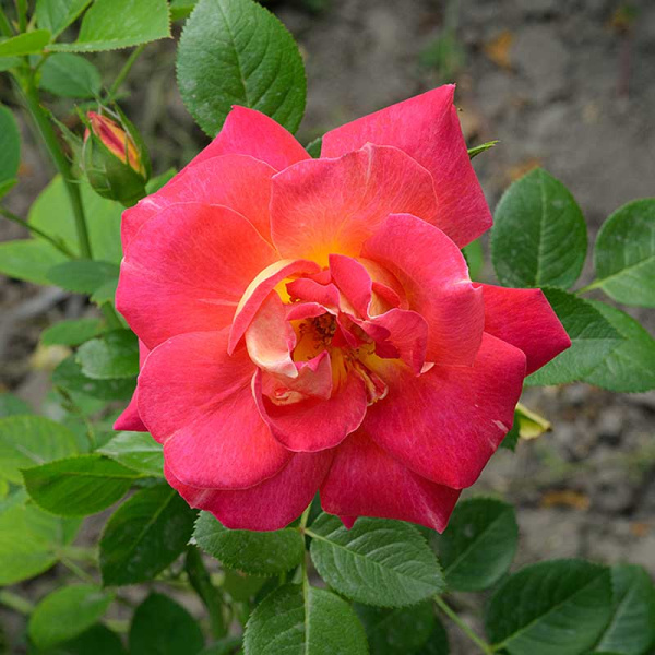 Роза Шраб Баяццо Садовита