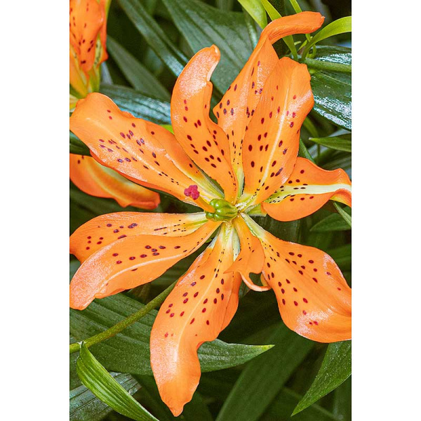 Лилия Маст Си 12/14 5 шт Садовита