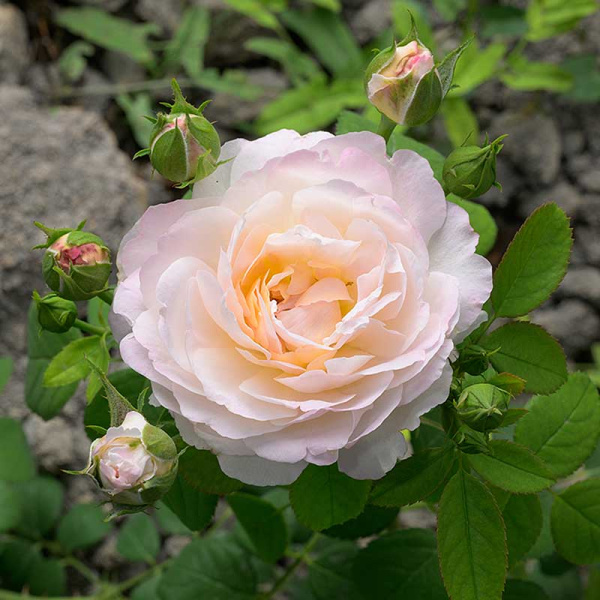 Роза Флорибунда Андре Брише Садовита