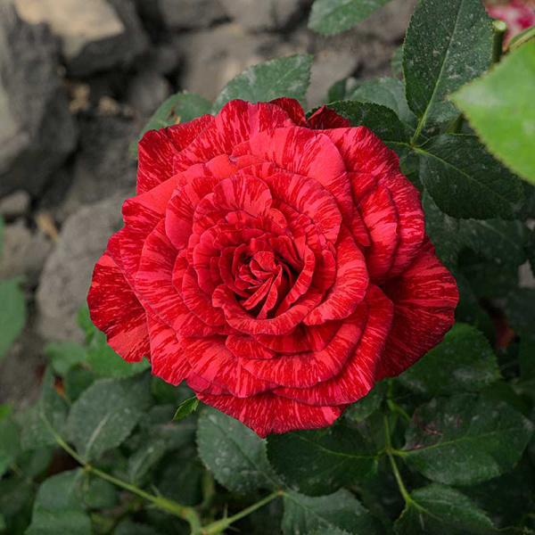 Роза чайно-гибридная Рэд Интуишн Садовита