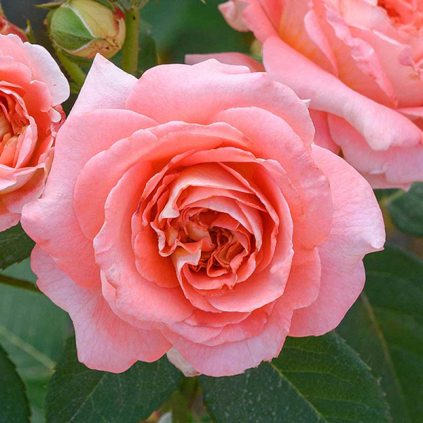 Роза шраб Мами Дитьер Садовита