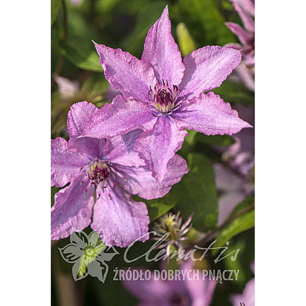 Клематис Хейли Гибрид P9 шт