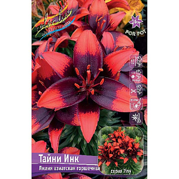 Лилия Тайни Инк 10/12 25 шт Биг-пак 16563