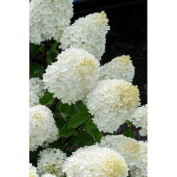 Гортензия Метельчатая Шугар Раш P12 шт