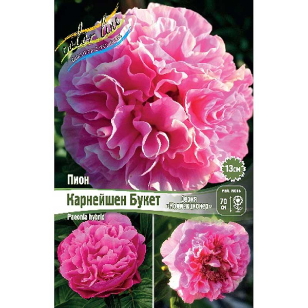 Пион Карнейшен Букет 2/3 n 1 шт