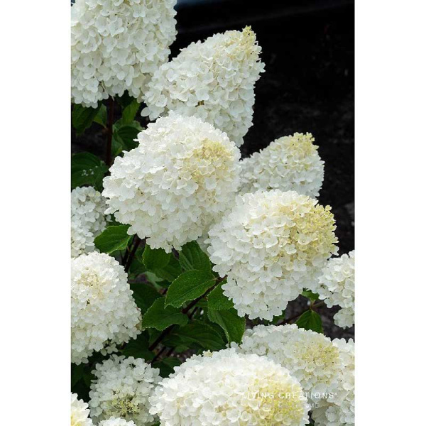 Гортензия Метельчатая Шугар Раш P12 шт