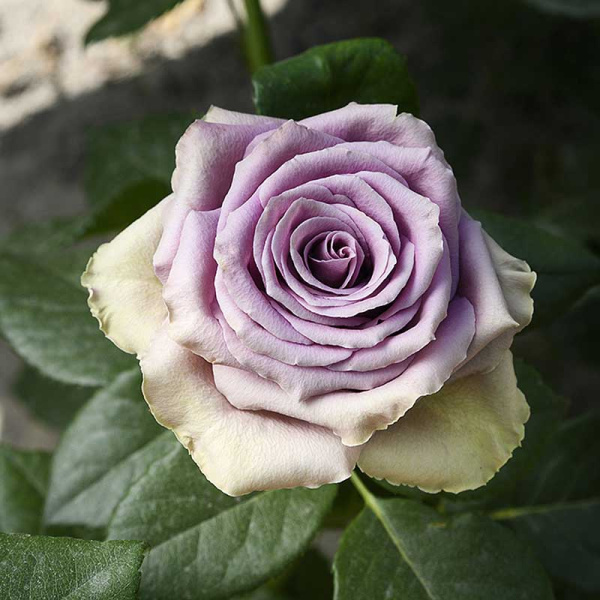 Роза чайно-гибридная Тиара Садовита