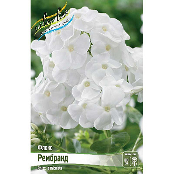 Флокс Рембранд I 2 шт
