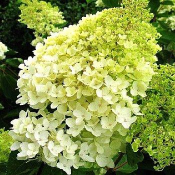 Гортензия Метельчатая Грандифлора P9