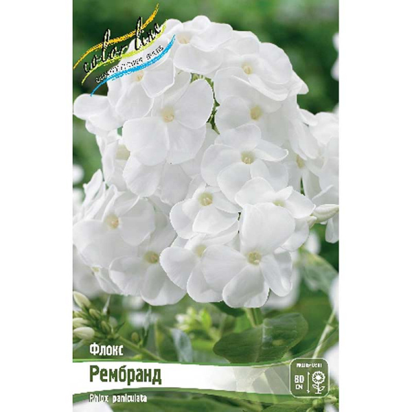 Флокс Рембранд I 2 шт