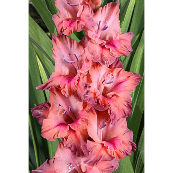 Гладиолус Магия Магмы 8/10 5 шт, Садовита 