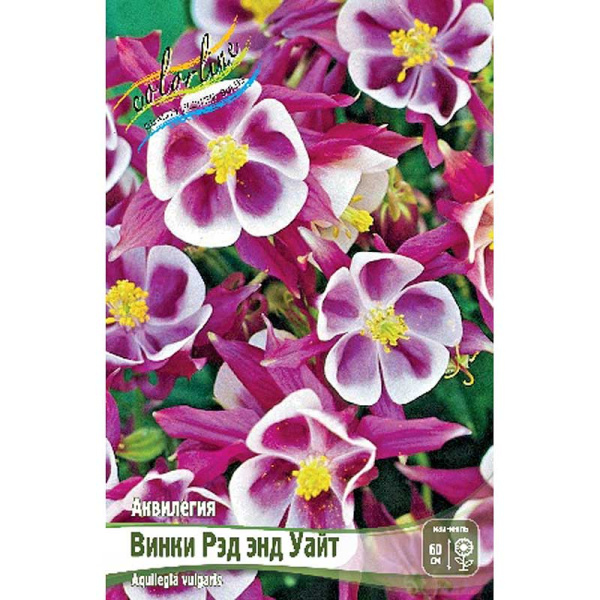 7854 Биг-Пак Аквилегия Винки Рэд Энд Уайт I 25 шт
