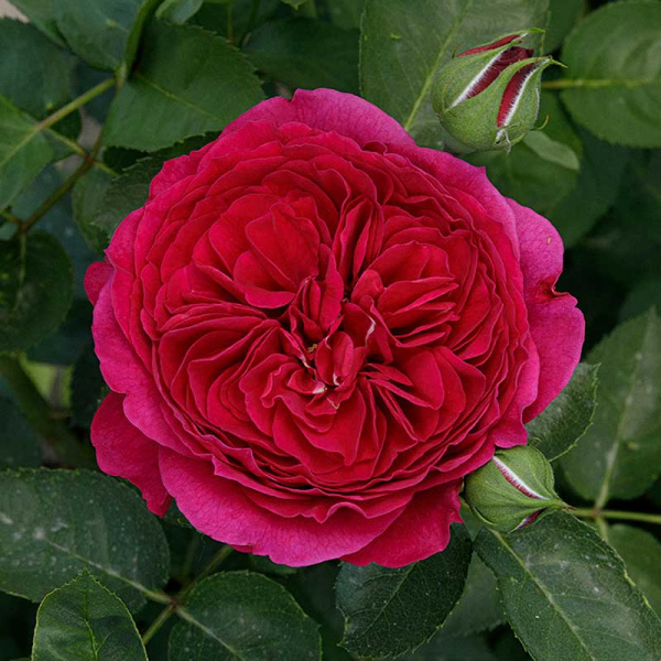 Роза шраб Фальстаф (английская) Садовита