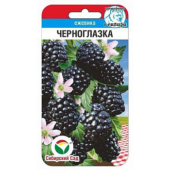 Ежевика Черноглазка СибСад Ц