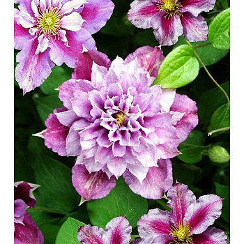 Клематис Пиилу P9 шт