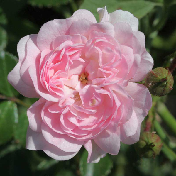 Роза почвопокровная Фейри Садовита