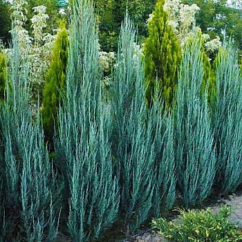 Можжевельник Juniperus Scopulorum Blue Arrow P9 ,шт Садовита 9317