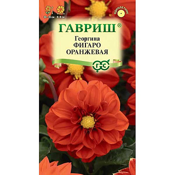 Георгин Фигаро оранжевая Гавриш Цх10 