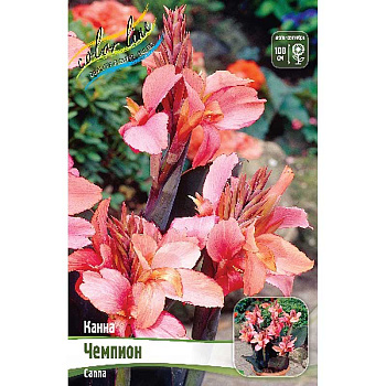 Канна (Зелен) Чемпион I 15 шт Шоу-бокс 8671