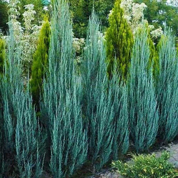 Можжевельник Juniperus Scopulorum Blue Arrow P9 ,шт Садовита 9317