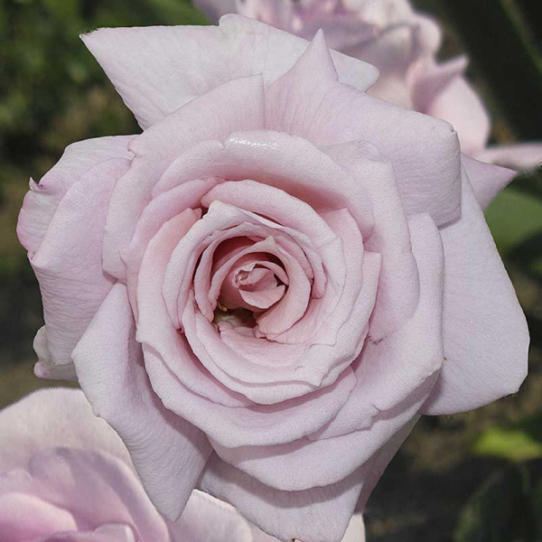 Роза чайно-гибридная Голубой Нил Садовита