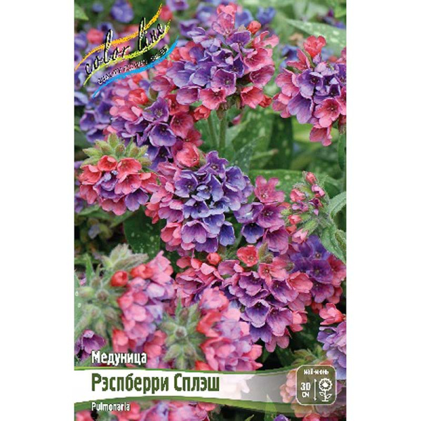 Медуница Рэспберри Сплэш 2/3 n 1 шт