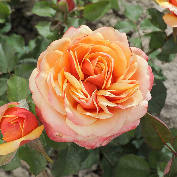 Роза чайно-гибридная Вип нью оо Садовита