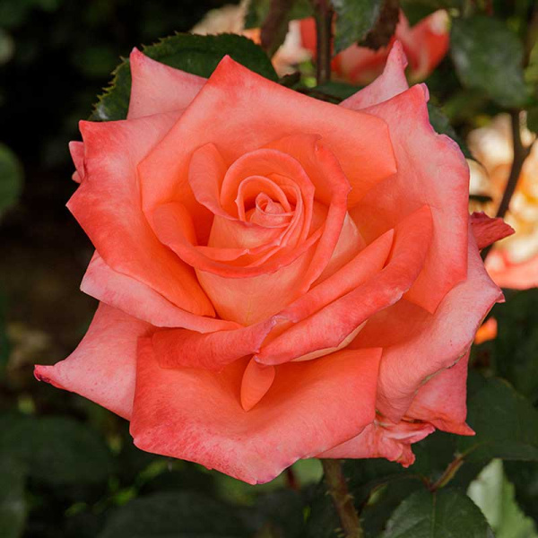 Роза чайно-гибридная Фольклор Садовита