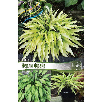 Хоста Керли Фрайз 1 n 1 шт