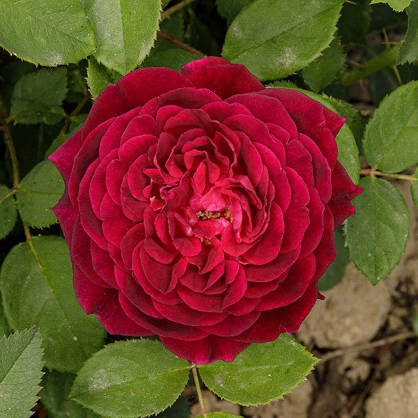 Роза Шраб Артур Де Сансаль Садовита