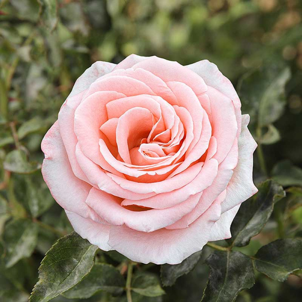 Роза флорибунда Амстердам пинк Садовита