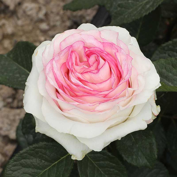 Роза чайно-гибридная Дольче Вита Садовита