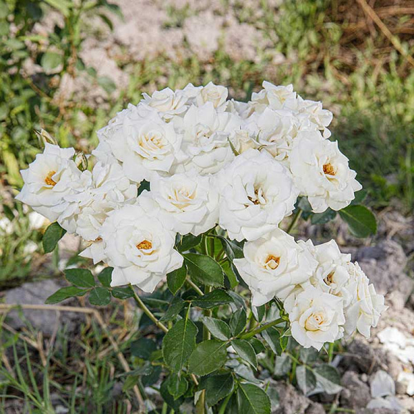 Роза спрей Сноу дэнс Садовита