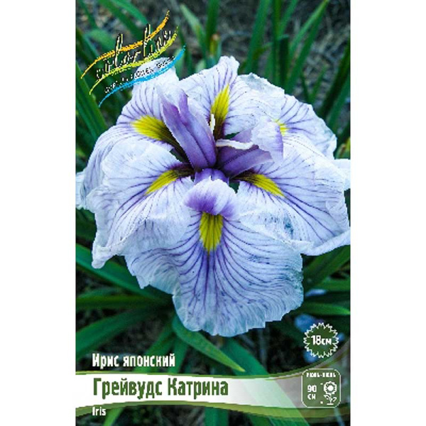 Ирис Мечевидный Грейвудс Катрина I 25 шт Биг-пак 9973