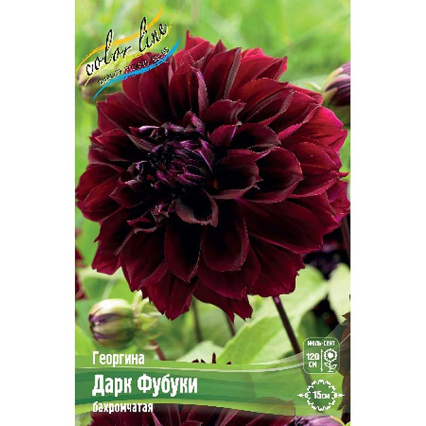 Георгина Дарк Фубуки I 15 шт Шоу-бокс 9565