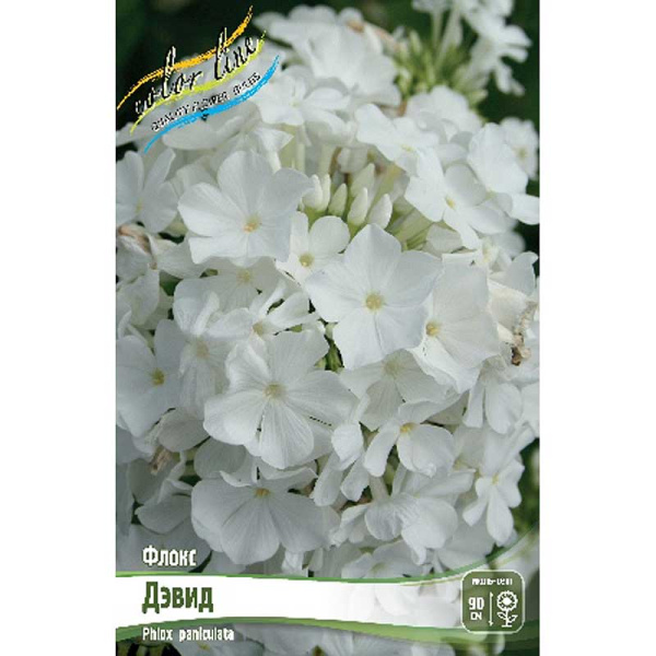 8064 Биг-Пак Флокс Дэвид I 25 шт