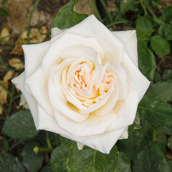 Роза чайно-гибридная Уайт Охара Садовита