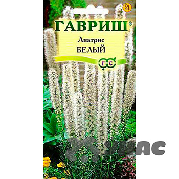 Лиатрис Белый Гавриш Ц 