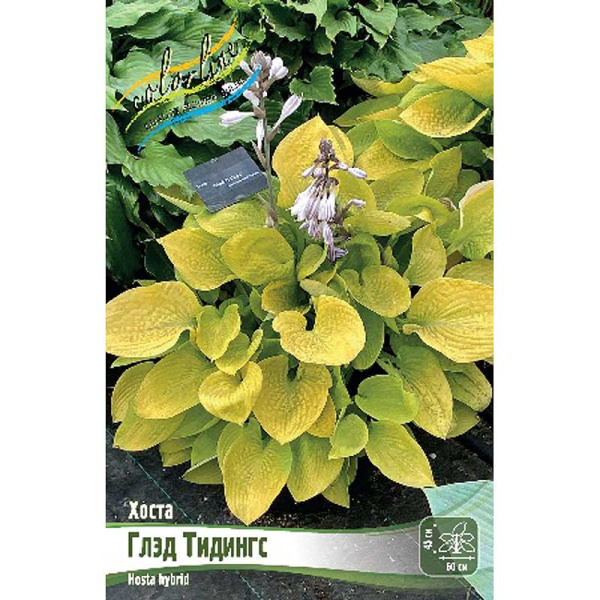 Хоста Глэд Тидингс 1 n 1 шт
