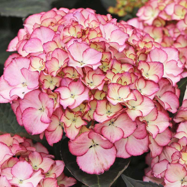 Гортензия Крупнолистовая Адула P12 шт