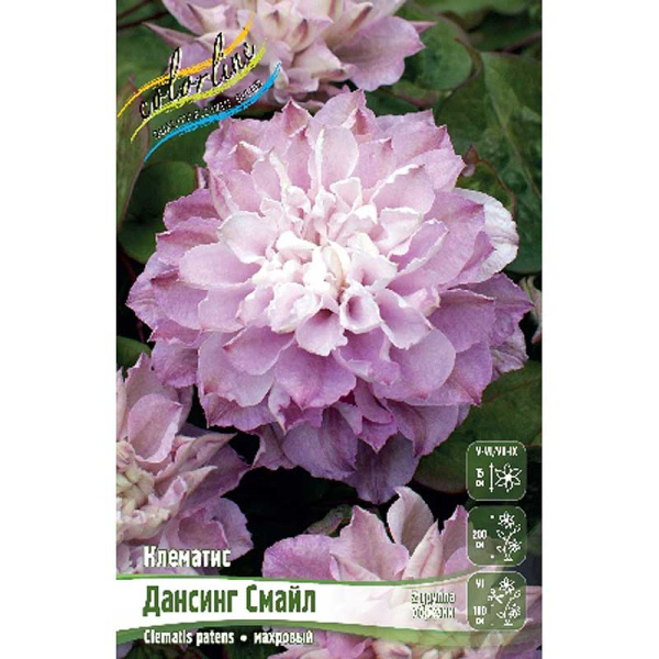 Клематис Дансинг Смайл I 1 шт