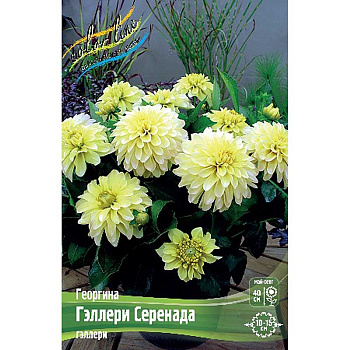 Георгина Гэллери Серенада I 15 шт Шоу-бокс 9573