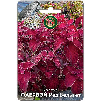 Колеус Фаервэй Ред Вельвет Биотехника Ц 