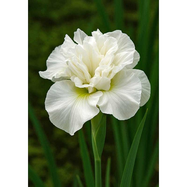 563 Биг-Пак Ирис Сибирский Мун Даззл I 25 шт 