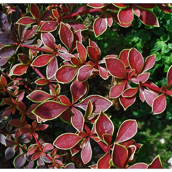 Барбарис Тунберга Коронита P9