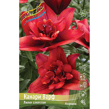 Лилия Канари Варф 12/14 5 шт