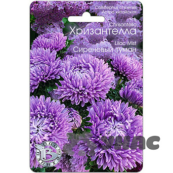 Астра Хризантелла Сиреневый туман Биотехника Ц 