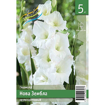 Гладиолус Нова Зембла 10/12 5 Эконом шт 